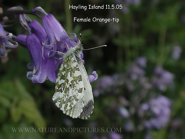 orange tip, butterfly, orange-3.jpg - FEMALE ORANGE TIP - HAYLING ISLAND - 11.5.07